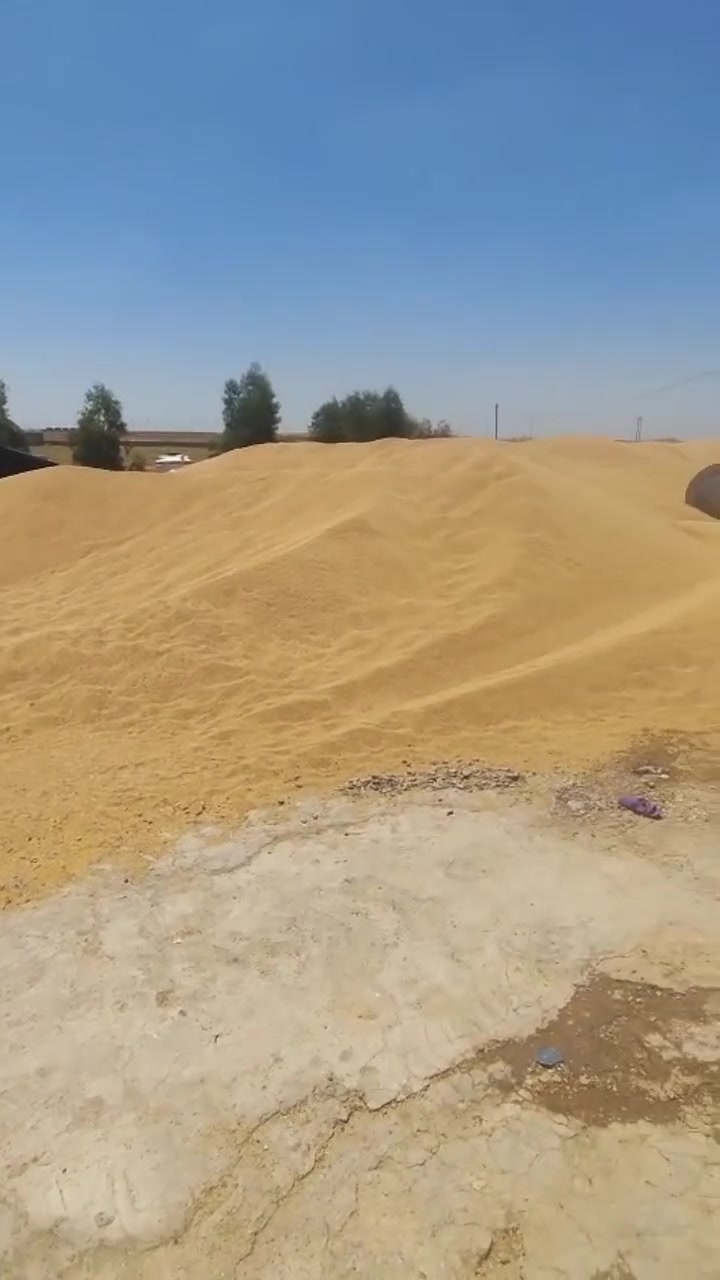 السلام عليكم ورحمة الله وبركاته حنطة للبيع  حسب الاتفاق بمقدمة نصف المبلغ والباقي على مدة والضمانات كميات مفتوحة حسب الطلب للتواصل الاتصال على الرقم *********** صاحب الحب 
انا مكلف بالنشر
