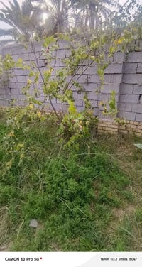 شارع سديناويه • ٢٠٠م • قريبه تبليط