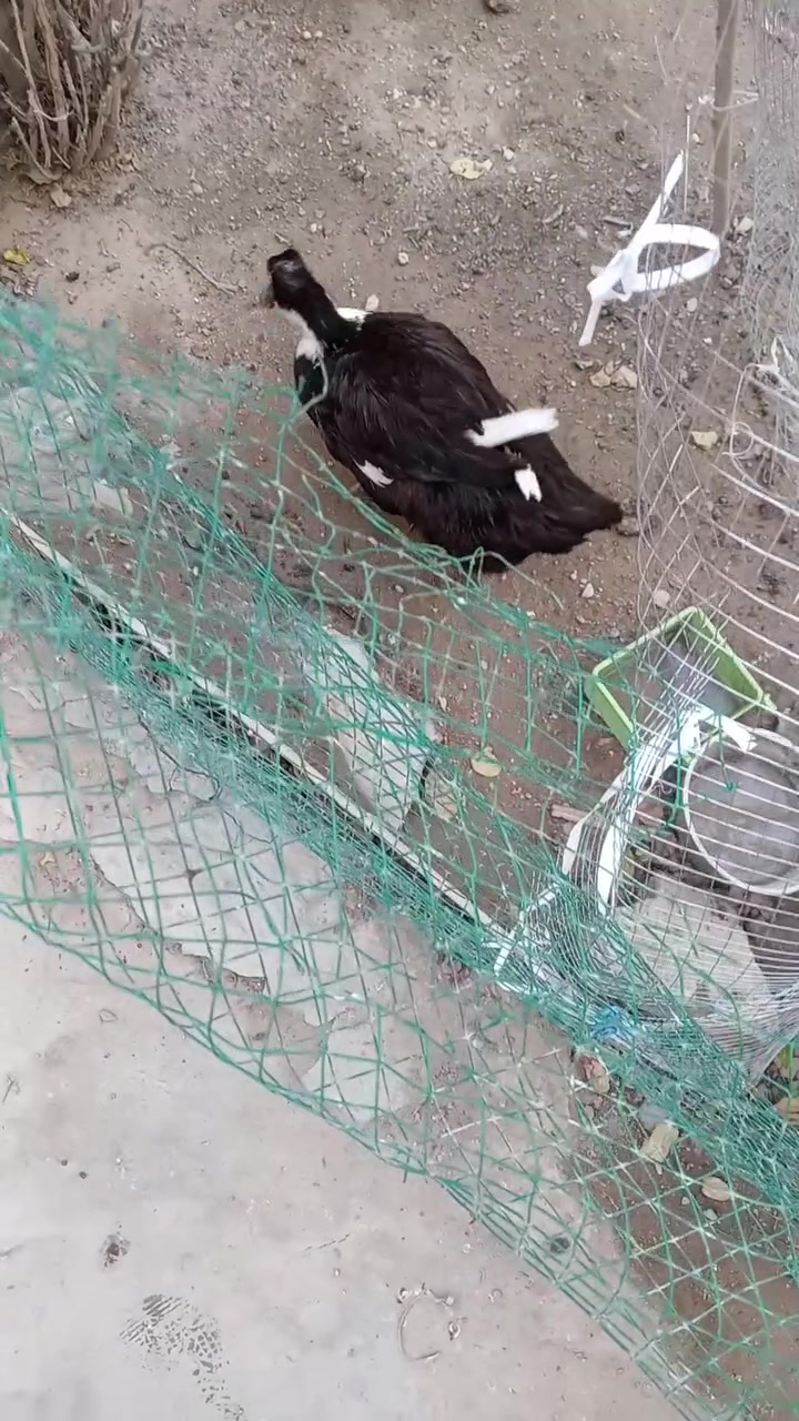 لبيع بشه وتبيض هم


**إذا كنت صاحب هذا الإعلان وتريد حذفه لأي سبب، رجاءا أرسل رسالة إلى الدعم الفني**