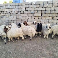 طليان ضحايه للبيع عدد مفتوح 🐑 اسعار مناسبه شرط صحاوه 💯 للستفسار اتصال ...