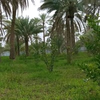 حسينيه كربلاء • ٣ دونم • بيت