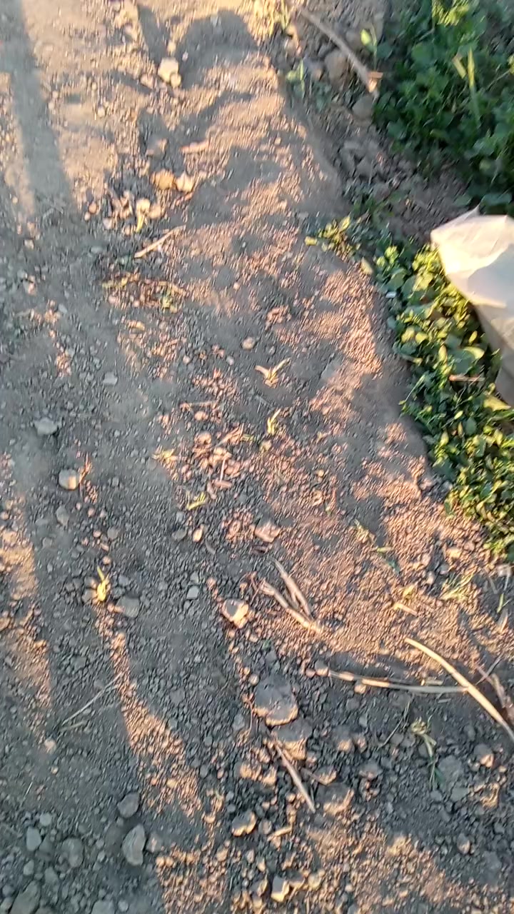 متوفر. دايات تتن هندي ابو الورقه العريضه معربات.   اليرغب في زراعة التتن  يتصل.  بي خير ويدلل. موجودات بالرجيبه.  ***********
