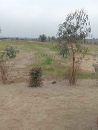 ارض زراعية • منطقة الجذع • ١٠