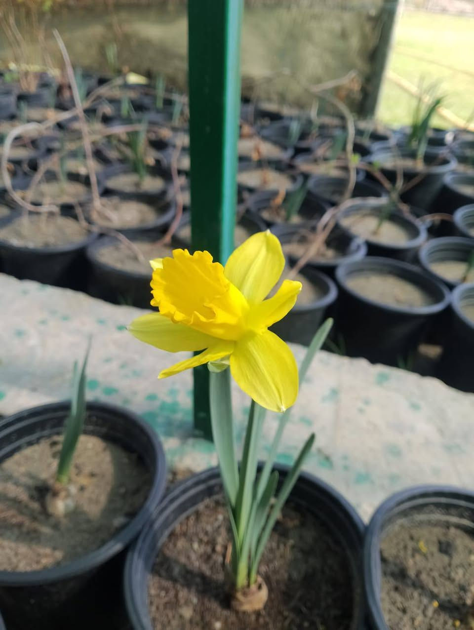 يتوفر الآن لدى مشتلنا مشتل العذاري
🌼 ورد النرجس الأصفر العطري وكو ابيض بس بعدهن ما امردات بس الاصفر امرد كمية محدودة
لون مشرق ورائحة جميلة  🌞
📍 عنواننا: شارع زوبع – الصوب الصغير
🚚 يتوفر توصيل داخل غماس
للبيت، للحديقة، أو هدية مميزة…
النرجس الأصفر يضيف لمسة جمال وأناقة لكل مكان 💛
أهلاً وسهلاً بكم 🌿


**إذا كنت صاحب هذا الإعلان وتريد حذفه لأي سبب، رجاءا أرسل رسالة إلى الدعم الفني**