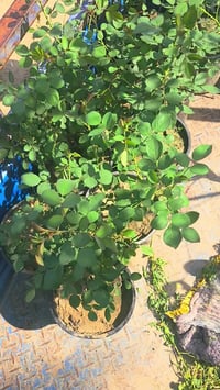 جوري سلطاني • عطري • الديوانيه السنيه