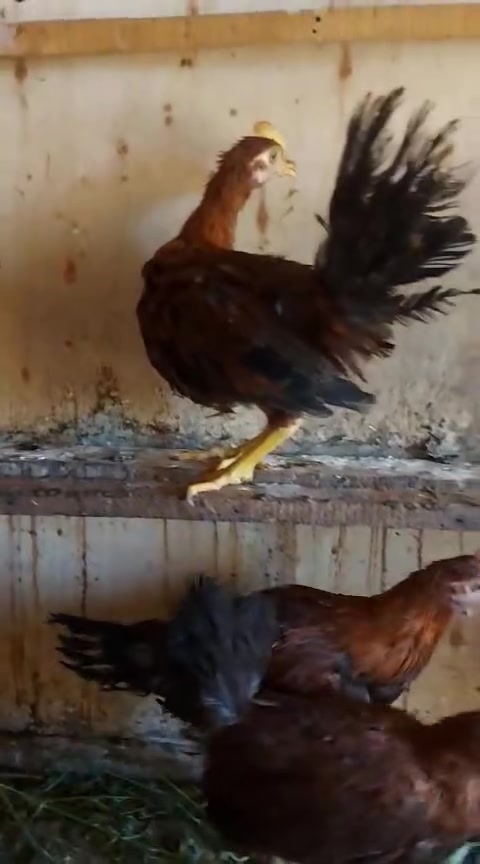 للبيع في النجف الاخوه الاربعه عمرهم ٤ شهور ديوجه عرب رس قديم من الاب والام


**إذا كنت صاحب هذا الإعلان وتريد حذفه لأي سبب، رجاءا أرسل رسالة إلى الدعم الفني**