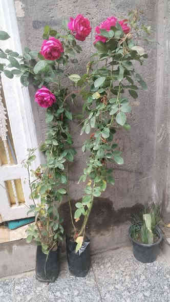 اللهم صلي على مُحمد وآل مُحمد
قنبلة💣الموسم ورد الجوري العدد محدود قطعه جميله ارتفاعهن اصغر شي متر

 يوجد توصيل داخل السماوه فقط 
للاتصال هاتف أو واتساب
***********
