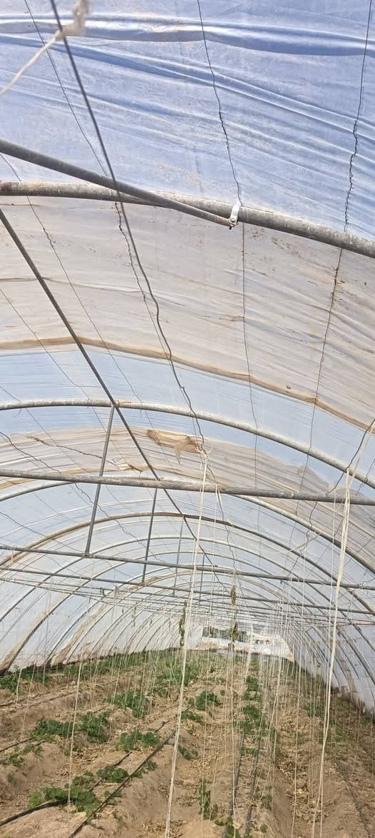 بيت زجاجي البيع (امريكي) الطول (56 متر) 
الاستفسار (***********)
