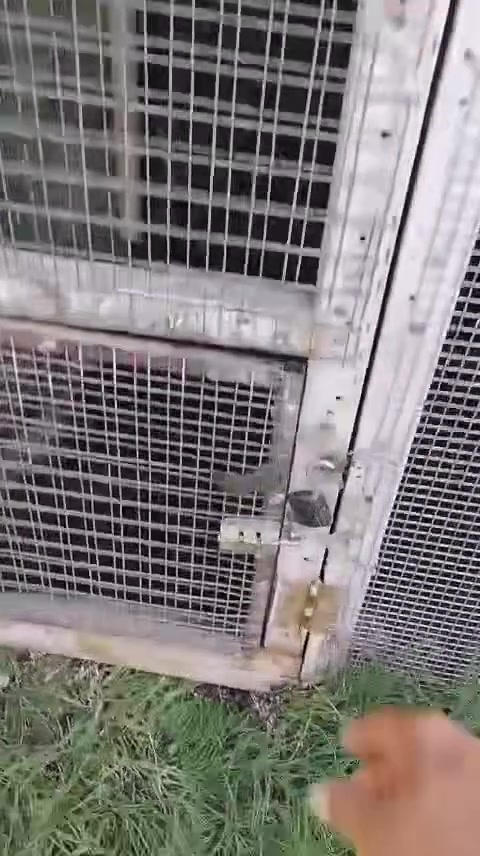 قفص حديد قوي واسع يعني اي نوع من الطيور ترتاح بي وطير براحتها
الي عندة طيور حب كناري غنادير 🐥كلش راح يفيدك 🫰🏻وسعرة مناسب 👍الي يحب يخابرني على هاذ الرقم او يراسلني واتساب ***********
☎️📞
