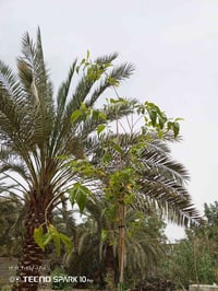 ابو الخصيب • ٢٢٥٠م • على شط العرب