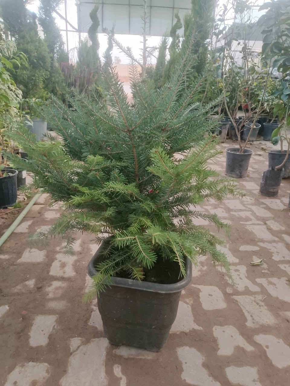 أهلاً بك في مشتل ميرنا، حيث نؤمن أن كل بذرة هي وعد بحياة خضراء، وكل نبتة هي حكاية نمو نرويها معك. نحن لسنا مجرد مكان لبيع الشتلات، بل نحن شركاؤك في تحويل مساحاتك الخاصة إلى جنات غناء تنبض بالحيوية والجمال.
🌿 رؤيتنا في مشتل ميرنا

في مشتل ميرنا، نسعى لأن نكون الوجهة الأولى لكل عشاق الطبيعة والجمال. نجمع بين الخبرة الزراعية العميقة واللمسة الفنية المعاصرة لنقدم لكم مجموعة مختارة بعناية من النباتات التي تناسب مناخنا وتضفي لمسة من السحر على منازلكم وحدائقكم.

🌱 ما الذي يميزنا؟

نحن في مشتل ميرنا ندرك أن النبات يحتاج إلى أكثر من مجرد ماء؛ إنه يحتاج إلى العناية والشغف. إليك ما نقدمه:

تنوع استثنائي: نوفر تشكيلة واسعة تشمل الأشجار المثمرة، زهور الزينة الموسمية، والنباتات الداخلية (الظلية) النادرة.

جودة تضمن الاستدامة: شتلاتنا تخضع لرقابة زراعية دقيقة، مما يضمن لك نباتات قوية، خالية من الآفات، وجاهزة للازدهار في بيئتها الجديدة.

استشارات زراعية متخصصة: فريقنا ليس مجرد بائعين، بل هم خبراء زراعيون مستعدون للإجابة على تساؤلاتكم حول طرق الري، التسميد، واختيار الموقع الأمثل لكل نبتة.

تنسيق الحدائق (Landscaping): نساعدك في تصميم وتنسيق حديقة أحلامك، سواء كانت حديقة منزلية صغيرة أو مساحة خضراء واسعة، مع مراعاة التوازن البصري والاحتياجات البيئية.    توصيل داخل اربيل 

تصال ارقام تاليه ***********.    ***********

يوجد جمله    مفرد
