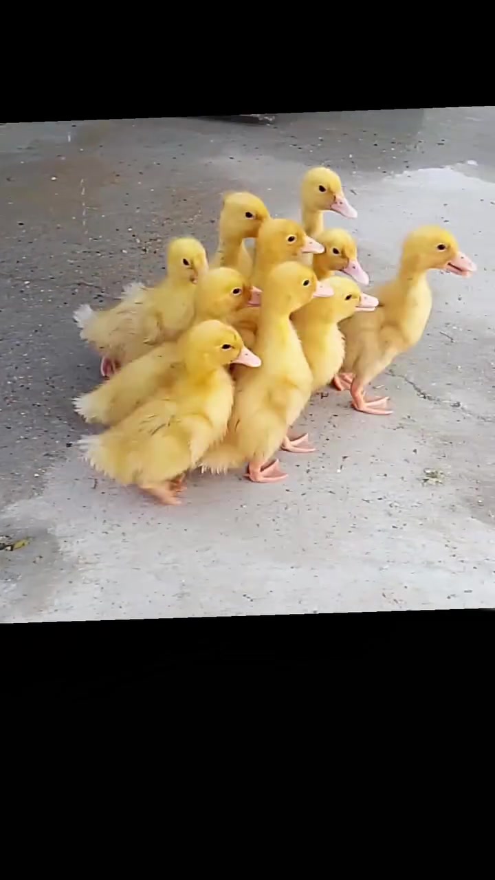 جوجکەی مــراوی هــۆڵندی، تەمەن، ٥ ڕۆژ.

شـــاری کەلار، گەیاندنمان هەیە.

*********** ، وەتس ئەپی لەسەرە...
