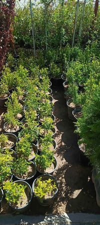 مشتل المسرة • نباتات زينة • حي المعلمين الأولى