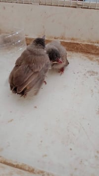 متاح