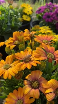 مشتل الياسمين • ورد • نباتات