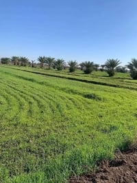 بغداد التاجي الشيخ عامر • ١١ دونم • طابو سند ٢٥