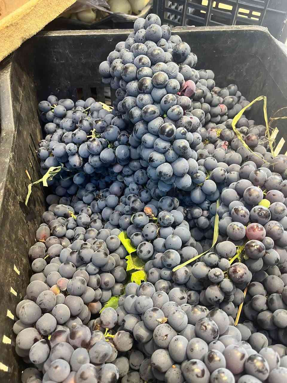 "يا هلا بيكم.. اليوم نزلنا للسوق، والخير كلش هواي والأسعار بلاش! 🍎🥦 لا تفوتكم عروض اليوم، الحقوا قبل لا تخلص الكمية!"
ثانياً: قائمة الأسعار (مرتبة بشكل أنيق):
عروض الخير من علاوي مصطفى الشمري: 🥬🍅
 🍇 العنب: 1000 دينار.
 🍉 الرقي: 500 دينار.
 🍅 الطماطم: 3 كيلو بـ 1000 دينار.
 🍌 الموز: 1000 دينار.
 🧅 البصل: 3 كيلو بـ 2000 دينار.
 🥒 الخيار: 3 كيلو بـ 2000 دينار.
 🥔 البطاطا: 3 كيلو بـ 2000 دينار.
 🍆 الباذنجان: 3 كيلو بـ 2000 دينار. 
‏خدمة توصيل ***********￼
