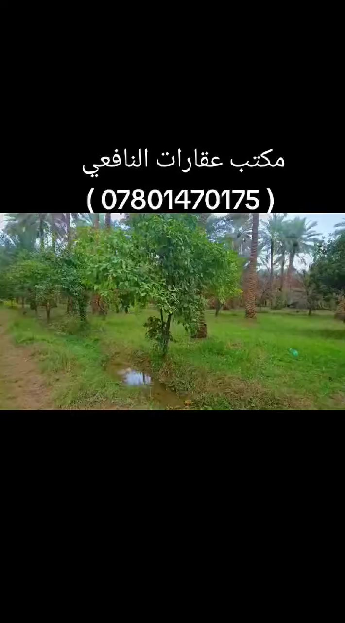 وينهم الي يبحثون عن الهدوء والراحة النفسية ليوم جبتلكم 

عرض مميز بستان مخدومة بالكامل مزروعه انواع الاشجار

 والنخيل ومنطقة هادئه جدا وتتوفر كافة الخدمات بالعافية

 عل ياخذها طبعأ نهر السقي مباشر ويه البستان مي سيح 

يالله أللهم صل على محمد وآل محمد) 

ليوم جبنالكم عرض جميل جدا بستان مخدومة بالكامل راحة

 نفسية  تريد ترفيهي تريد سكن للبيع دونم اله ربع المساحة بالامتار 

 1875  متر   نوع السند طابو زراعي

 سند 25 تحويل سهم مباشر بأسم المشتري  ينزل أسمك بالسند سهم تتوفر كافة

 الخدمات ماء سقي سيح ماء اساله كهرباء مولد جميع

 الخدمات متوفرة منطقة هادئة جدا 

 العنوان كربلاء الحسينية قرب جسر 🌉 الإبراهيمية

 الها مدخلين مدخل الأول من شارع الحسينية ومدخل الثاني

 من شارع الابراهيمية تبعد عن شارع الحسينية 1200 متر

 وتبعد عن شارع الابراهيمية كيلو ونص او اقل وعن جسر

 🌉 الإبراهيمية 2 كيلو وعن مركز المدينة 12 كيلو 

#السعر   175  مليون مع المجال للجاد بالشراء للاستفسار

 اكثر اتصلوا بالأرقام التالية 

(  ‏‪***********‬‏  ) (  ***********   )

ابو فاطمة عنوان المكتب شارع الحسينية قرب جسر 🌉 الإبراهيمية مقابل شارع عون مكتب النافعي للعقارات كربلاء  النافعي للعقار    #اشاره #الاصدقاء #متابعين #اكسبلور #الجميع👈 @إشارة  @الجميع
