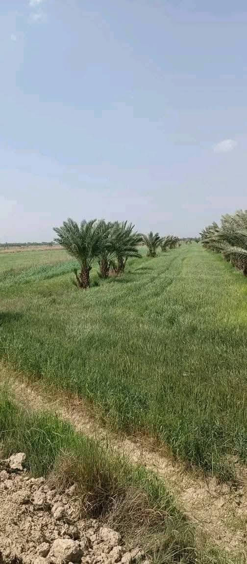 بستان للبيع مساحة ١٨ دونم طابو زراعي تحويل مباشر
يحتوي على ٣٠٠ نخلة حمال
الموقع خيكان منطقة الجوادية 
*********** علي
*********** ابو احمد
