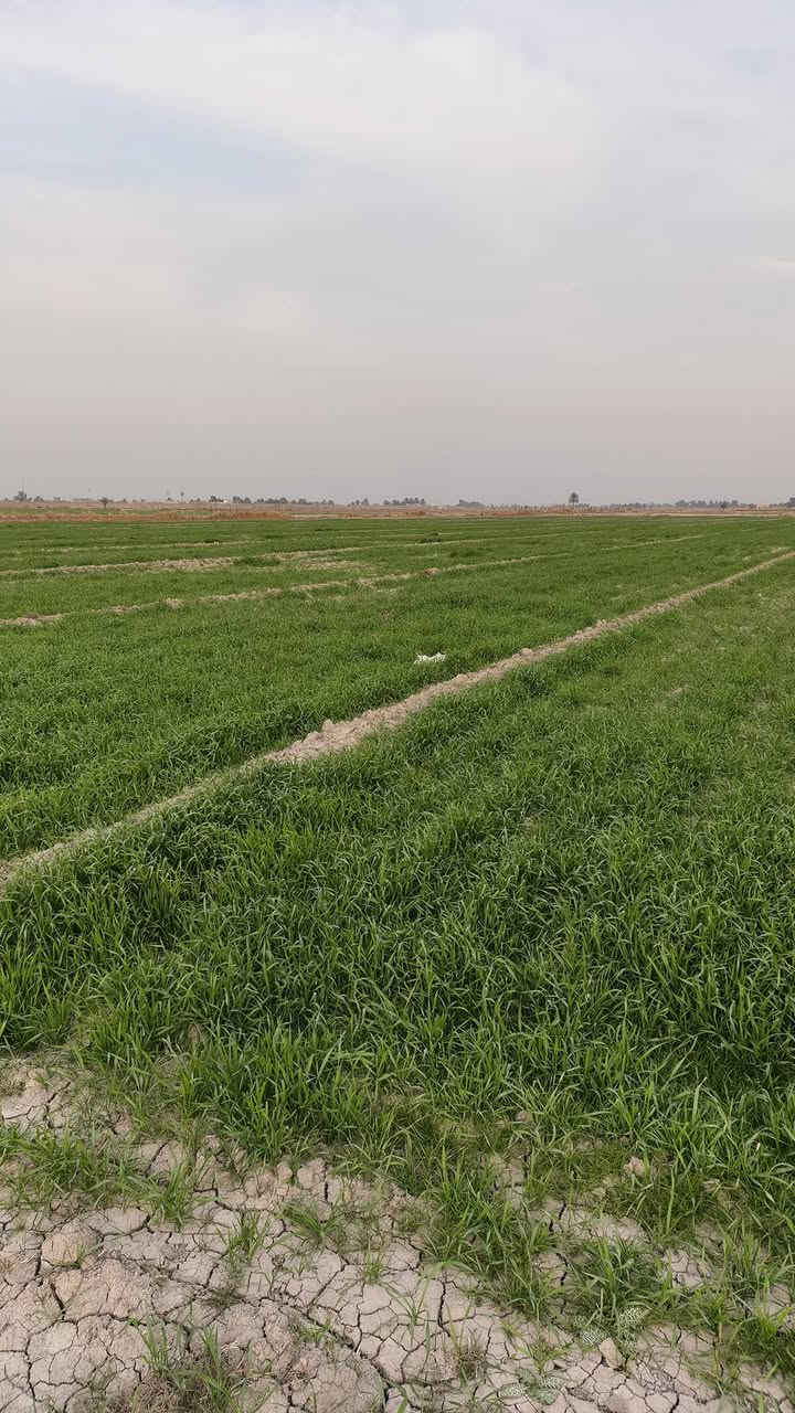 السلام عليكم
ارض للبيع ✨

المساحة: 5 دونم 

الطابو: زراعي، سند 25

الخدمات: كافة الخدمات قريبة (تبليط + ماء سقي + كهرباء )

الملكية: الأرض باسم المالك شخصيأ

الأبعاد: الواجهة 50متر × النزال50

الموقع: بغداد / التاجي ذراع دجلة ناحية الخيرات 

📱 للتواصل: ***********
إتصال+ واتساب***********
