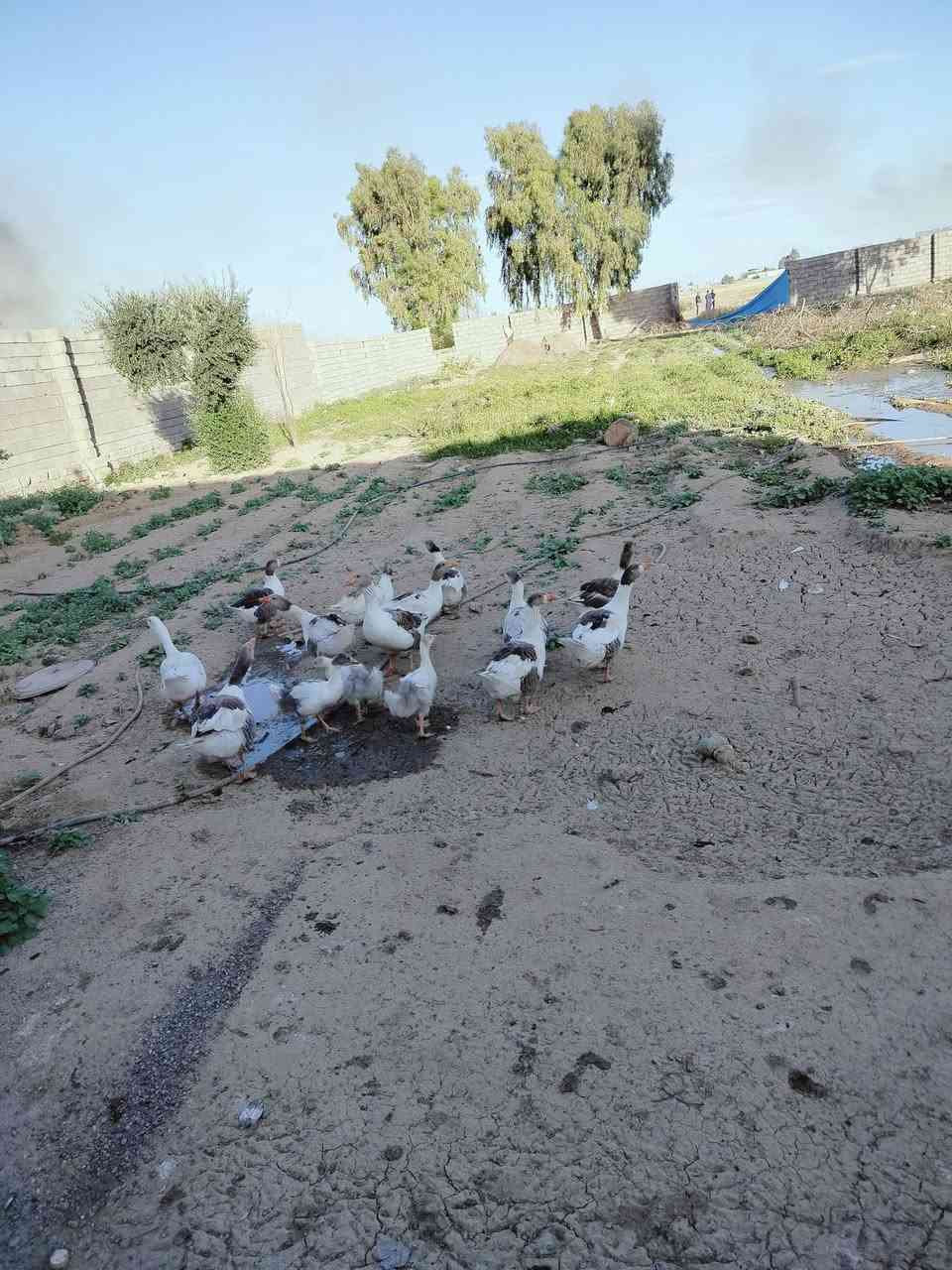 قازات للبيع العدد 16وحده 13حايلات 3مالات السنه نوعيه يكرك نوبتين بلسنه هسه وحده كاركه وحده وراها 8فروخ الباقيات يريدن يبيضن الزوج 50الف قفل قفل الياخذهن شلع الكاركه هيه وبيضها احسبها نفس السعر الوراها افروخ هم احسبها نفس السعر ***********
