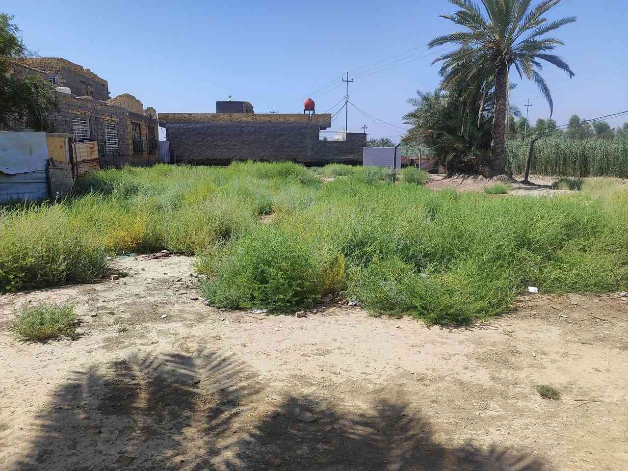 قطعه ارض للبيع مساحته 520متر طابو زراعي سند 25 ع طريق المعاره بشارع سيد سهيل ثاني قطعه عن شارع سيد سهيل تنباع نص منه عادي سعر المتر 70وبيها مجال شي بسيط أي استفسار اتصل على الرقم التالي ***********
