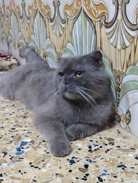 فحل • للبيع • كاطون الرحمه