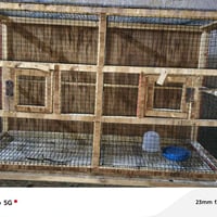 قفص • نظيف حيل • حي سومر