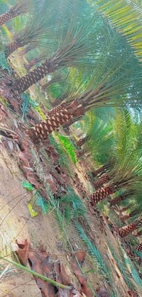 تنظيف حدائق • تكريب نخيل • سماد حيواني