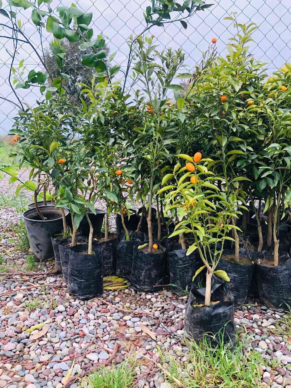 يوجد أشجار كافة الحمضيات ليمون +برتقال +يوسفي+برتقال بصراوي الاسعار من 3000الى 1250
العنوان قرية الذيبانية نعتذر عن الحجز والدين ***********
