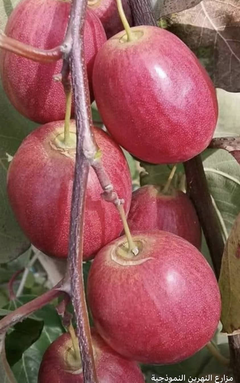 �🌿 للبيع شتلات السدر بجميع الأنواع المميزة 🌿🌿

نوفر لكم شتلات سدر قوية وممتازة للزراعة والتشجير، بعناية خاصة وجودة عالية 🌳✨

🌱 الأنواع المتوفرة:

🔹 السدر البصراوي
ثمار طيبة وطعم مميز، مناسب للزراعة المنزلية والمزارع.

🔹 السدر الباكستاني
سريع النمو، إنتاج وفير، وحجم ثمار كبير.

🔹 السدر الرئاسي
جودة عالية ومظهر قوي، من أفضل الأنواع للإنتاج الغزير.

🔹 السدر التايلندي
ثمار كبيرة وطعم حلو، مناسب للمشاريع الزراعية.

🔹 السدر العرموطي
مميز بالشكل والطعم، مطلوب بكثرة ومناسب للتس


**إذا كنت صاحب هذا الإعلان وتريد حذفه لأي سبب، رجاءا أرسل رسالة إلى الدعم الفني**