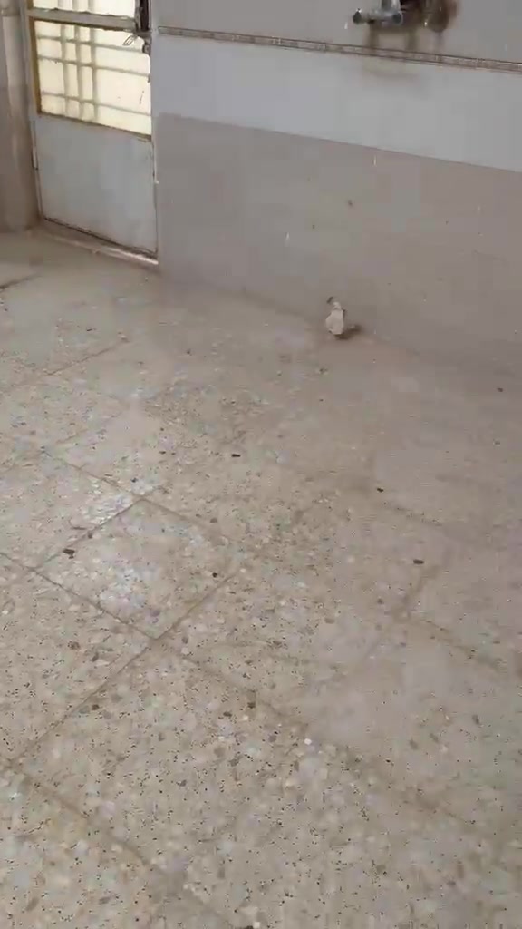 بيت ١٠٠ متر الرستميه باالزراعي شارع عريض تجاري طابق واحد واجهه٥ البيت جديد  السعر ١٣٥ مليون لاستفسار ***********

