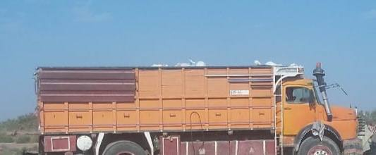 للبيع بدي قجم ابو البرغي العنوان ناصريه الشطره  ،***********
