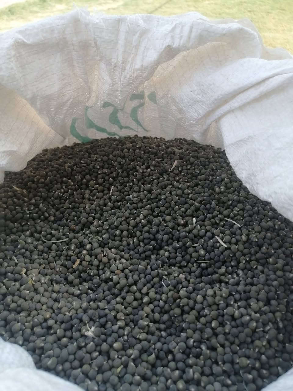 توفرت في مكتبنا بذور بانيا لهلوبة درجة اولى كميات جملة مفرد للطلب مراسلتنا ع الخاص او الاتصال على *********** واتساب او ***********
