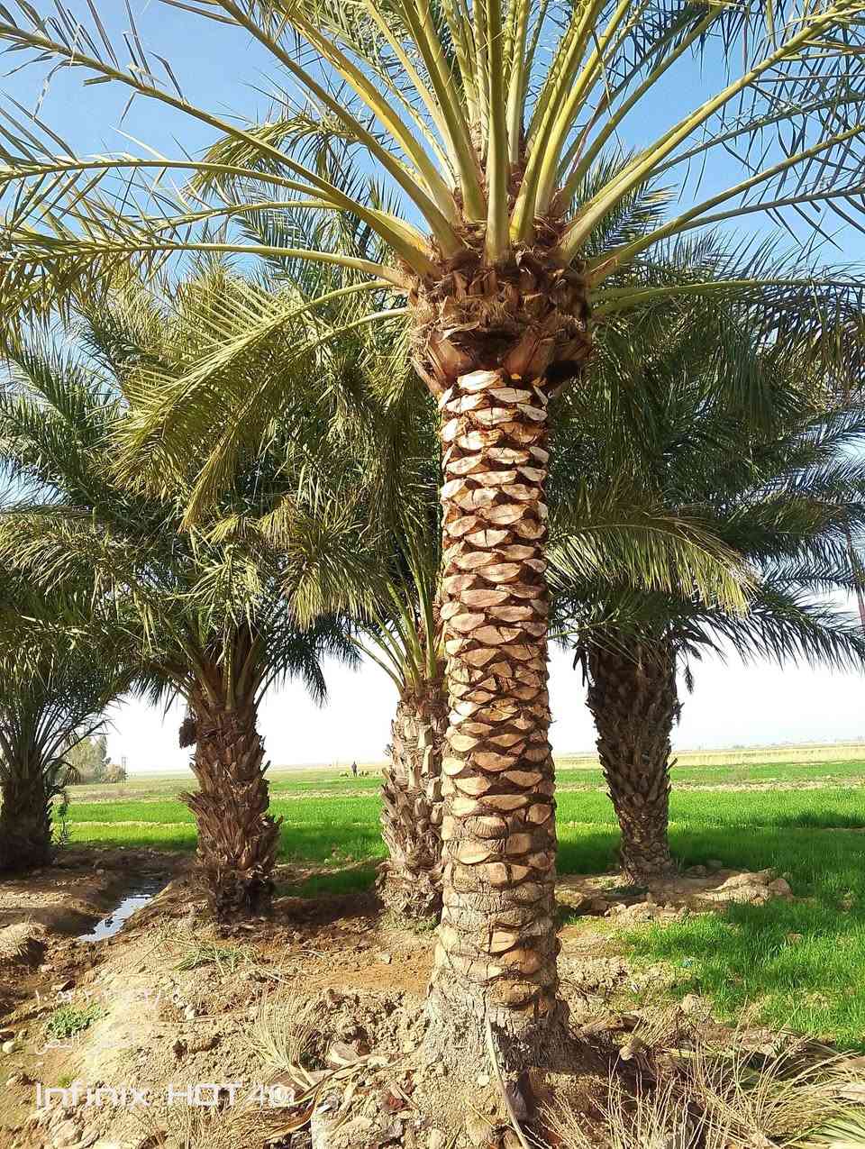 سلام عليكم اخوان اي شخص عنده نخل ويحتاج وتنضيف  وهذه الشغل كدامكم   هذه رقمي ***********ورزق على الله
