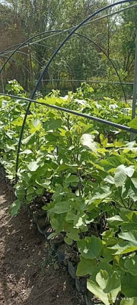 شتلات تين • تين سعودي • تين أخضر