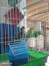 طيوره الحب للبيع طيره وفحل حلوات 20 الف بيهن مجال  مع القفص الي يريدهن...
