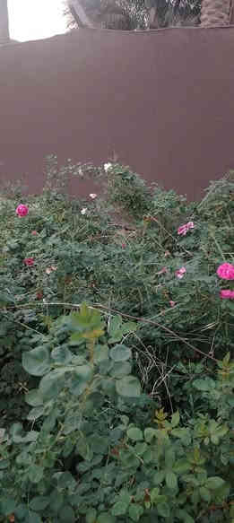 كلشي جاهز جمله مفرد طريق حله نجف الرارنجيه ماكو توصيل 
***********
