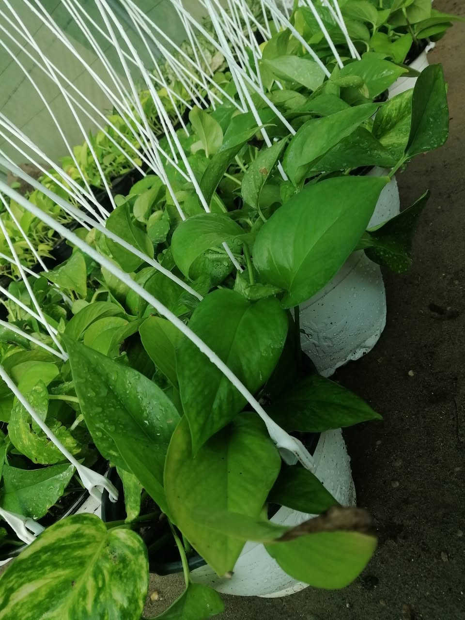 ((مشتل حديثة المركزي))
الموقع #
قرب دائرة البريد بسوق حديثة
دائما مستمرين وياكم

لبلاب تعليك ((٣الالف )) فقط 
عرووووضنا  وبأسعار بلاششششششش🙂✌️
فقط وبس يمنا)) 😉🌺✌️

لاستفسار زورو صفحتنا أو الاتصال على الرقم
***********
اهلاوسهلا بالجميع ❤️
