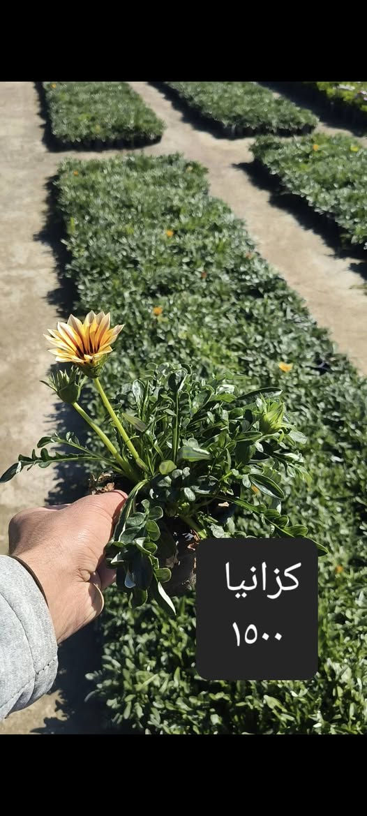 من رخصة الادمن توصيل النباتات مجاني لمناطق واحياء كربلاء
الحجز واتساب ***********
