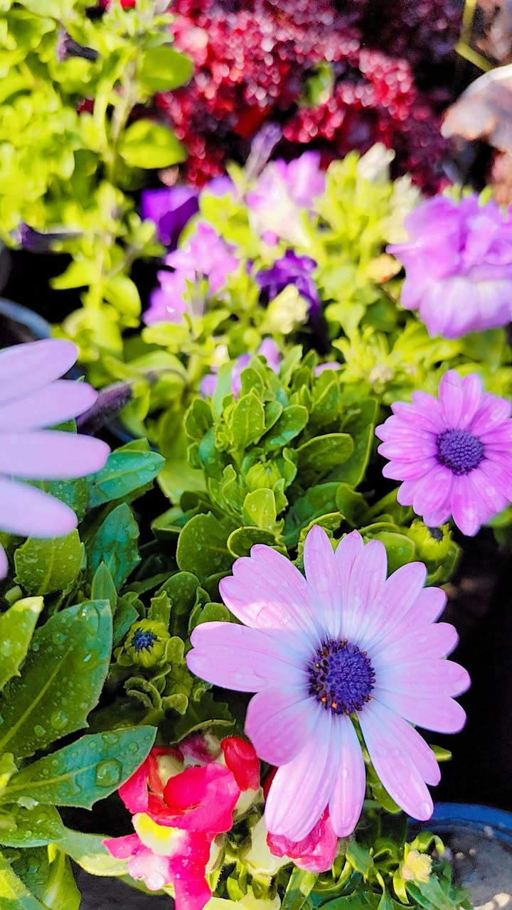 مشتلنا انسب الاسعار سوق الشيوخ البطاط قرب السيد البطاط عالشط


**إذا كنت صاحب هذا الإعلان وتريد حذفه لأي سبب، رجاءا أرسل رسالة إلى الدعم الفني**