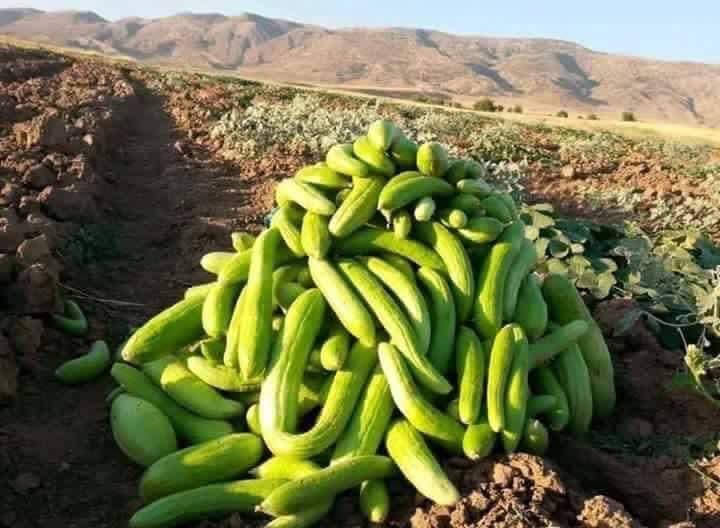 ‎يوجد بذور طرعوزي شرط الضمان سعر كيلو (175 ألف) يوجد توصيل كافه محافظات العراق ه‍ 
WhatsApp ***********
