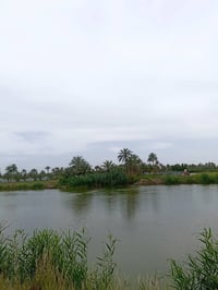 شاطيه • سند ٢٥ • ٣٠٠٠م