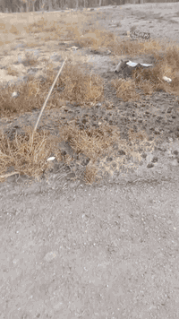 توجد عرصه 200 متر مجمع الوراء بيت  الشيخ ذياب الحمزاوي مقابيل السيطره مالت عبود على شارعين اول شارع مال البزل ماي الكهرباء مجاري سعر 12, بي مجال قليل سند 25 طابو زراعي شراي يدخل حصاص ***********
