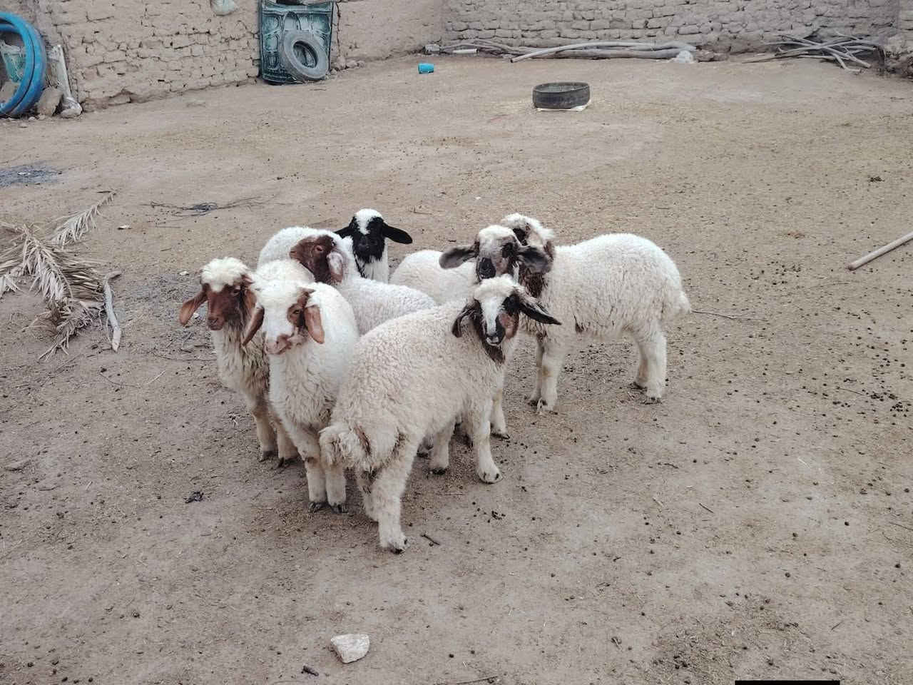 طليان للبيع العدد6 سعر مناسب لواحد 50 الف كلش متوازي
‏‪***********
