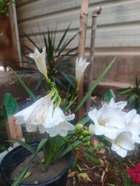 ابصال فريزيا • نبات شمسي • عامرية الفلوجة