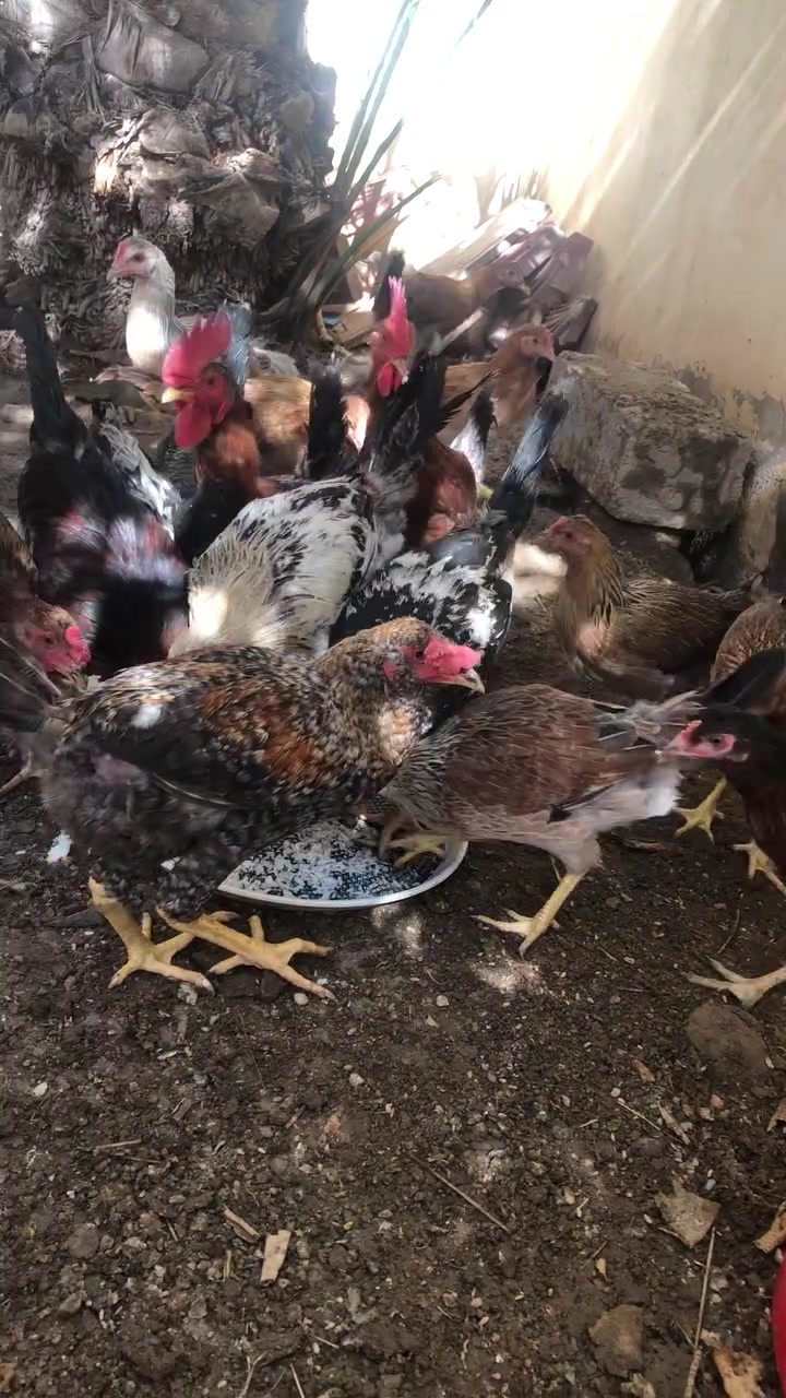 عندي ذني دجاجات للبيع عددهن ١٩ وبيهن ٧ ديوكة  للبيع نشطات كلش عمرهن فوك ال ٤ اشهر


**إذا كنت صاحب هذا الإعلان وتريد حذفه لأي سبب، رجاءا أرسل رسالة إلى الدعم الفني**
