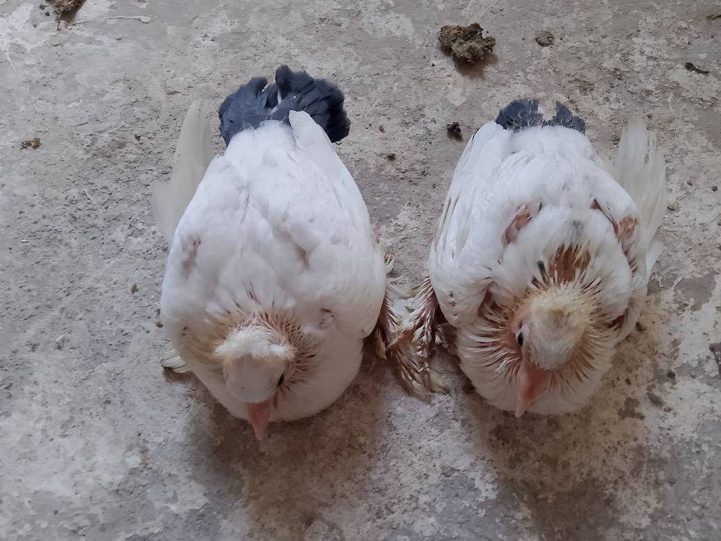 سلام عليكم طيور حمام زينة من ضمنهن طير ارفلي فحل 8طيور مع الافراخ امايات زوج منهن مخلف 5 ثنين مخاليف وافراخ ثنين واحد جبير نثية مع طيور حب العدد5 امايات مبيضات عدي هنة والقفص العشاش ومال الماي كلهن حلوات ونضيفات مثل ما موضح بل صور وبقية صور عندي لطيور الحب الي يريد يشوفهن رايدهن شلع كلهن ب110الف وبيهن مجال قليل بيع مستعجل ابيعهن كلهن فقط شلعة وحدة واذا تريد بس طيور الحب بدون الحمام ابيعلك وانة بخدمتك المو شراي لا يراسل رحمه لهلكم رقمي *********** للتواصل متوفر هم واتساب البصرة, العراق
