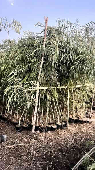 متوفر ورد جوري سلطاني
البيزيا احجام توصل الى 3 امتار
مكان بابل  الرارنجيه
***********
