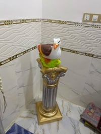 مشتل ورد الصباح • بابل طريق حمزه شوملي • نباتات داخلية